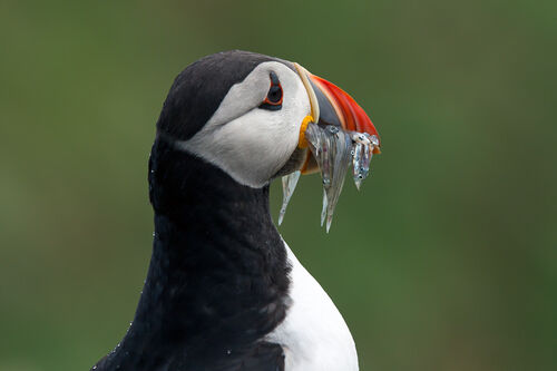 Skomer-9