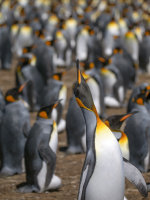 2018 Falkland Islands Adventure