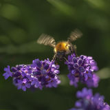 Bee on lavender