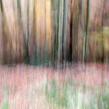 Beech wood