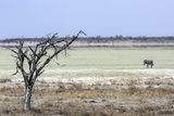 Namibia 23 - Etosha clay pan
