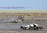 Namibia 24 - Etosha clay pan