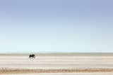 Namibia 26 - Etosha clay pan