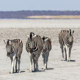 Namibia 29 - Etosha clay pan