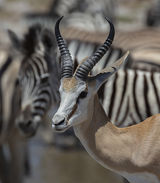Namibia 30 - Etosha National Park