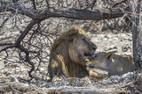 Namibia 31 - Etosha National Park