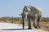 Namibia 32 - Etosha National Park