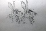 Sketch of Hares Heads by John Conway - Pencil