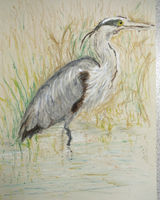 Heron by Liz Clarke - Oil Pastel