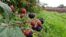 Foraging for Hedgerow Jam