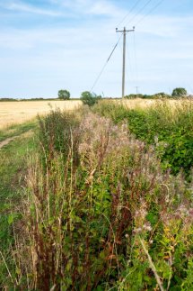 Summer on the Horsefield-9847