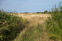 Summer on the Horsefield-9849