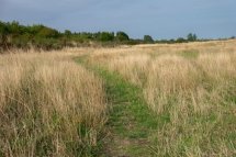 Summer on the Horsefield-9850