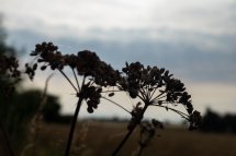 Summer on the Horsefield-9859