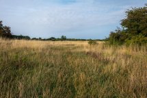Summer on the Horsefield-9864