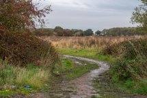 The Horsefield