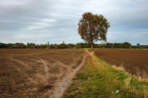 Lone Tree