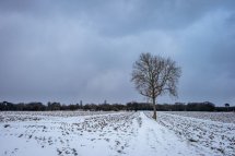 Winter Tree
