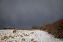 Horsefield Winter