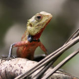 Crested Tree Lizard