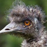 Emu's Bad Hair Day