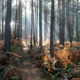 Bourne Woods