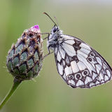 Marbled White