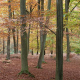 Alice Holt Forest
