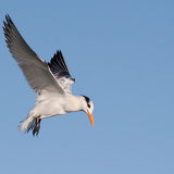 Royal Tern