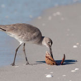 Willet