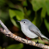 Blue-Gray Gnatcatcher