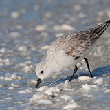 Sanderling