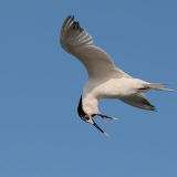 Sandwich Tern