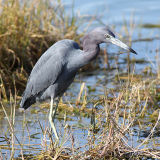 Little Blue Heron