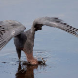 Reddish Egret