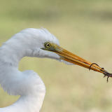 Great Egret with Brown Anole