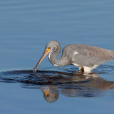 Tricolored Heron