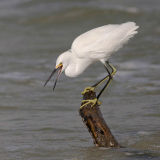 Snowy Egret