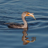 Double Crested Cormorant