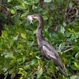 Anhinga