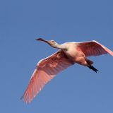 Roseate Spoonbill