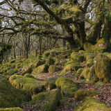 Wistman's Wood