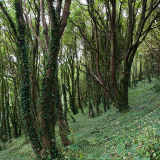 Dartmouth Coastal Path 3
