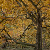 Burnham Beeches 1