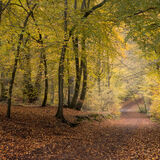 Burnham Beeches 2