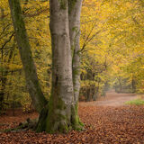 Burnham Beeches 3