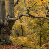 Burnham Beeches 4