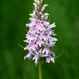 Common Spotted Orchid