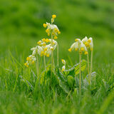 Cowslip