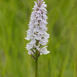 Heath Spotted Orchid